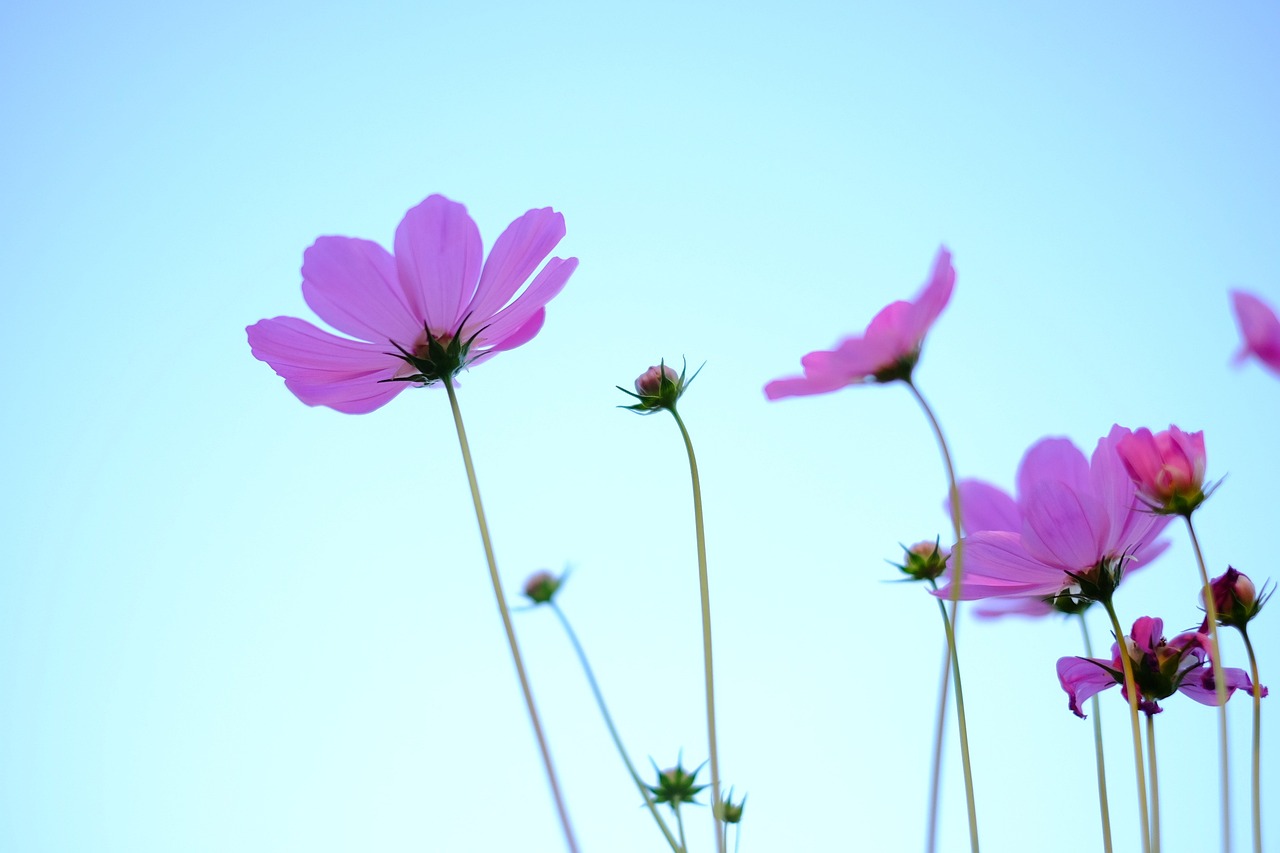 北京最新疫情实时报告及城市防疫动态更新