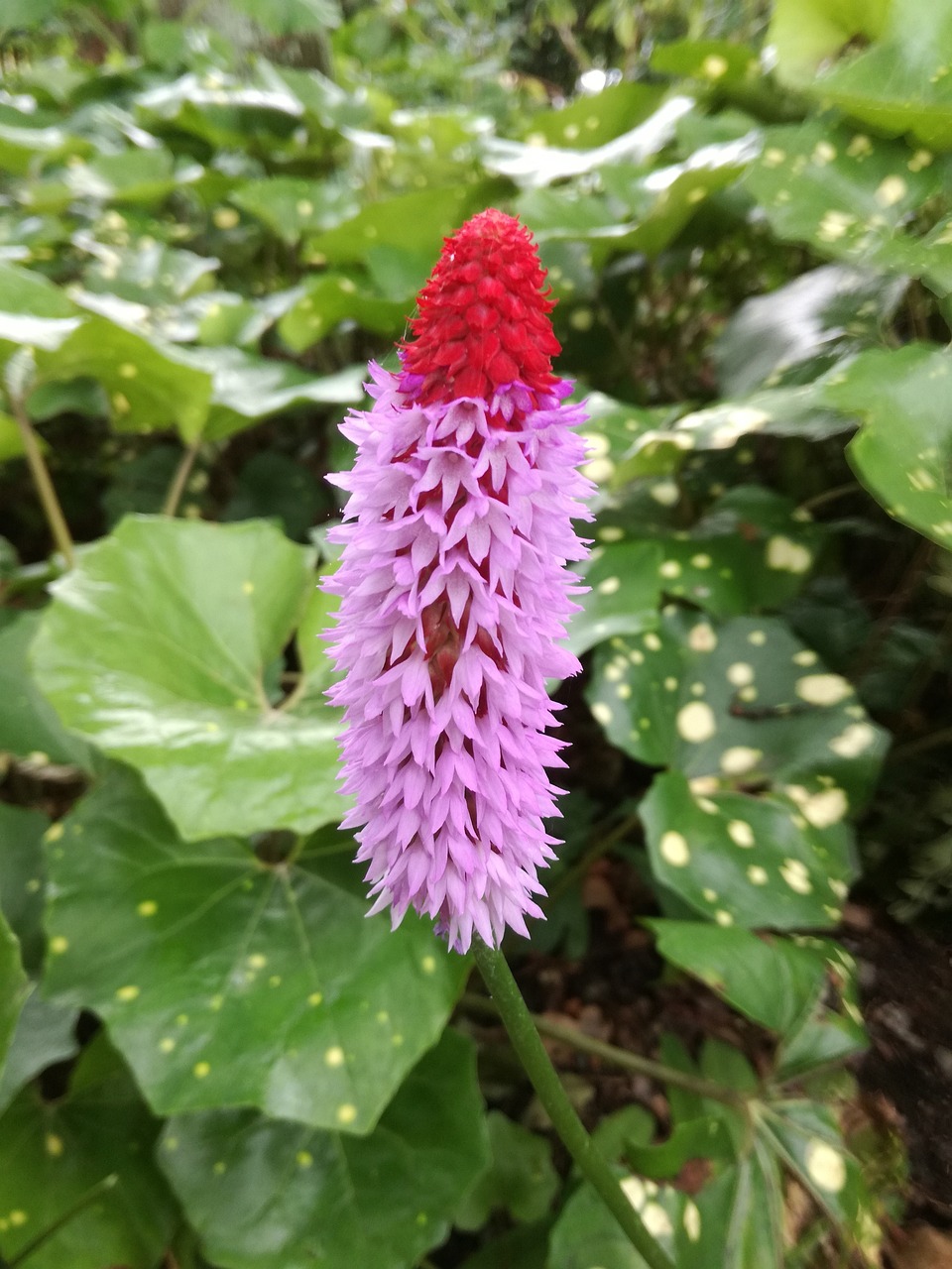 渌洋湖最新发展动态概览