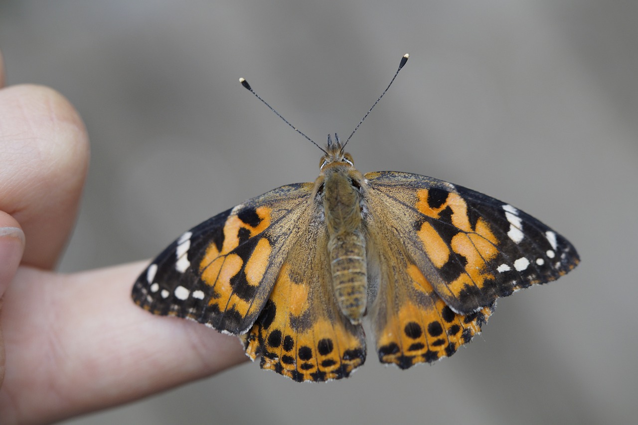 微观世界的惊人发现与影响,最新虫子新闻探索