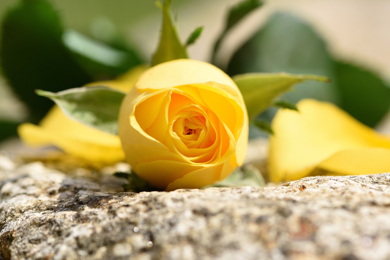 外媒视角解读,中印关系的最新动态与发展