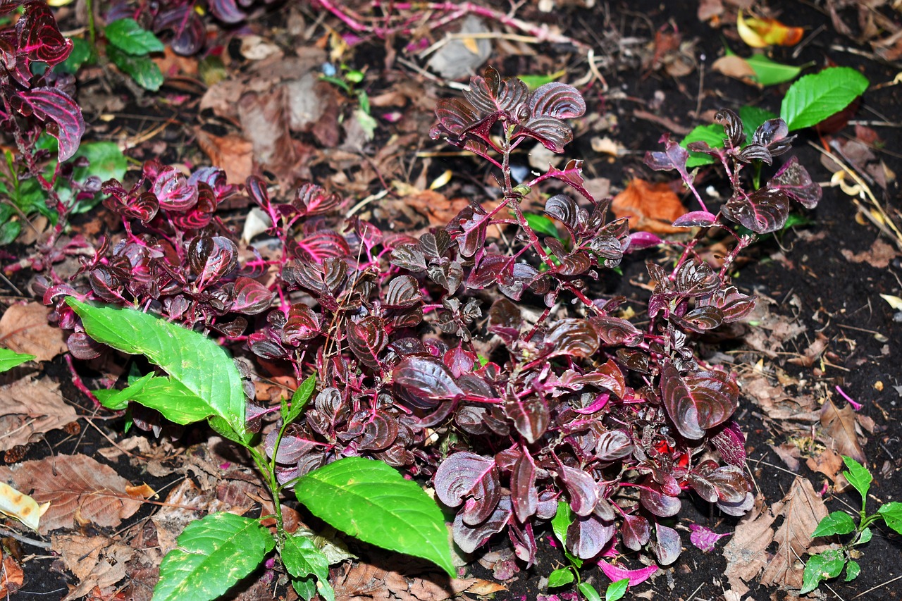 泥鳅价格行情及深度分析