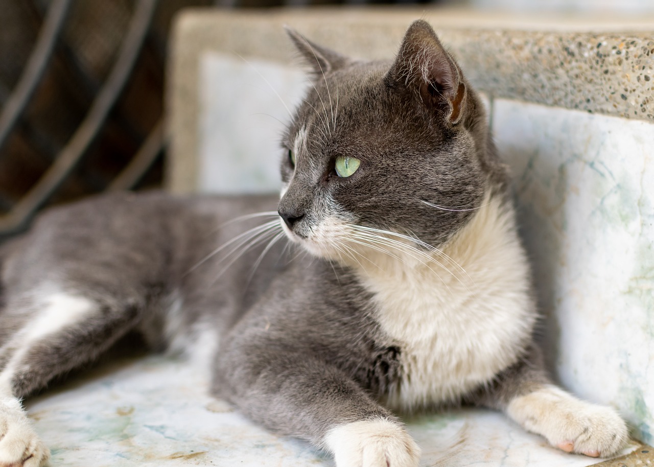 最新小猫咪萌态十足，令人陶醉心扉