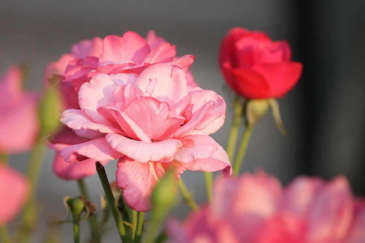 秋霞最新绚烂与诗意之美展现