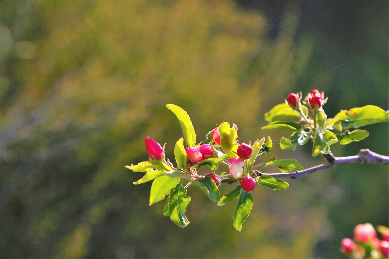 今日最新早安问候,开启美好一天的温馨寄语