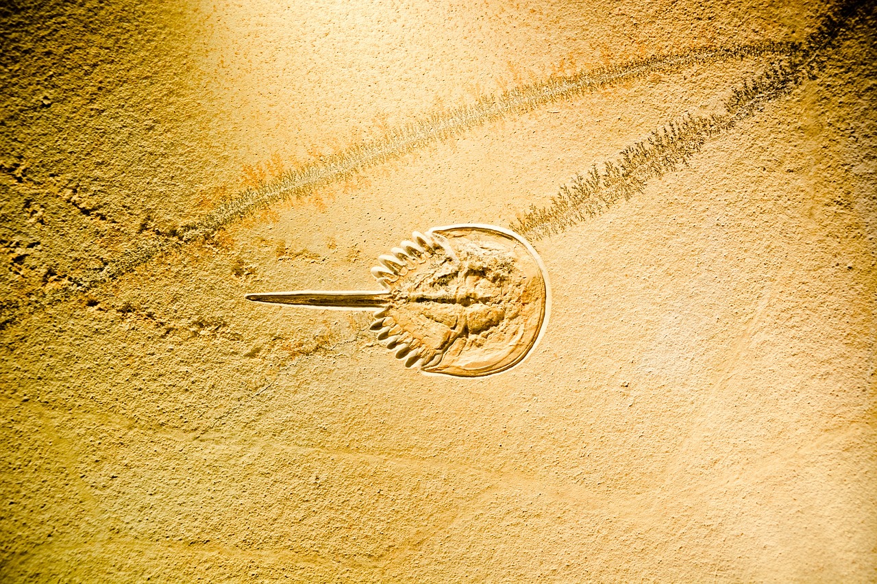 威金斯持续展现篮球天赋,引领新时代潮流的最新动态