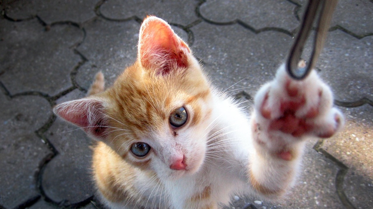 佐助最新动态,热血少年的成长蜕变之路