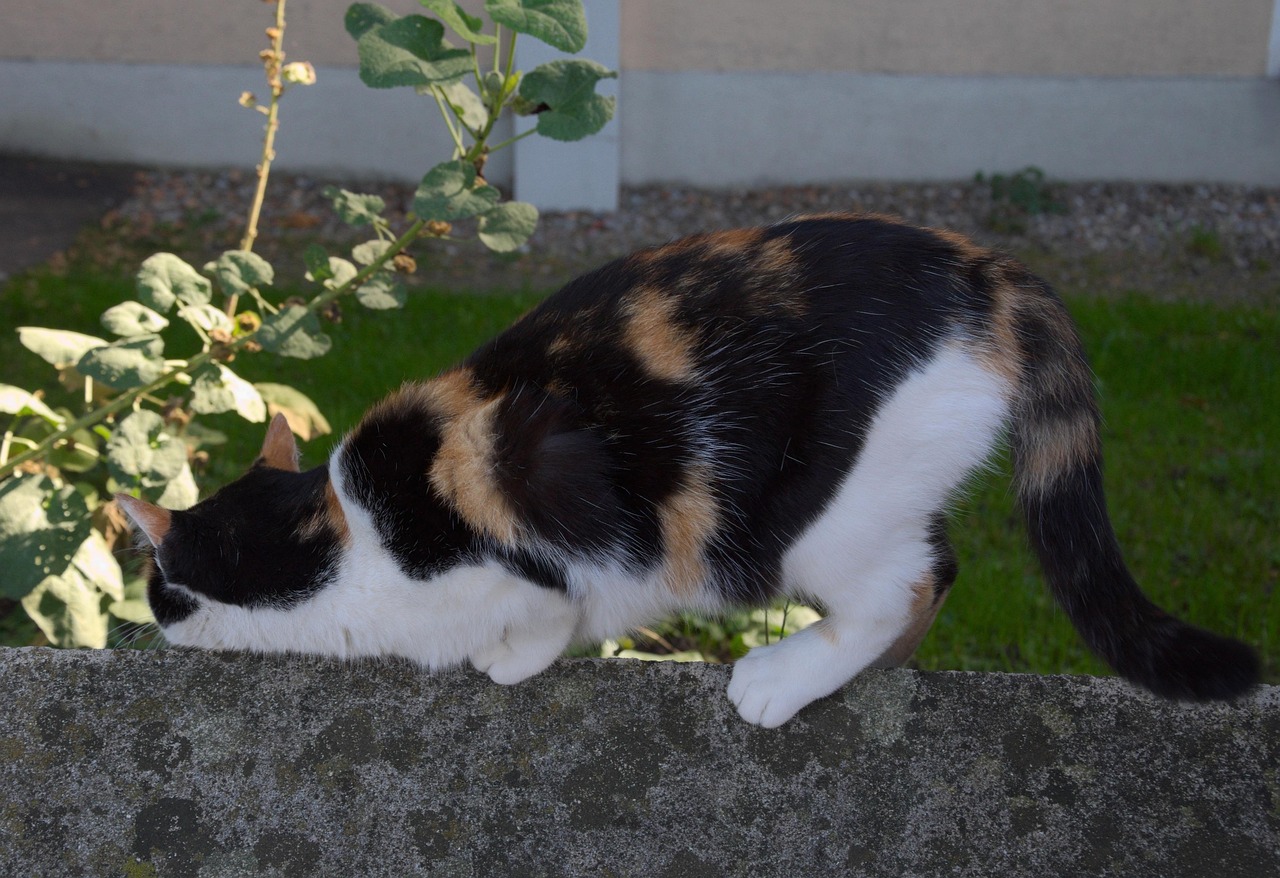 探索猫咪网页最新域名,无限乐趣的猫的世界