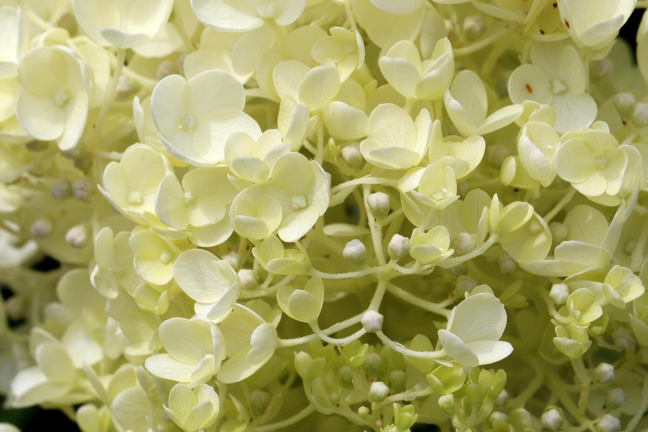 沈阳王家湾最新动态与未来展望