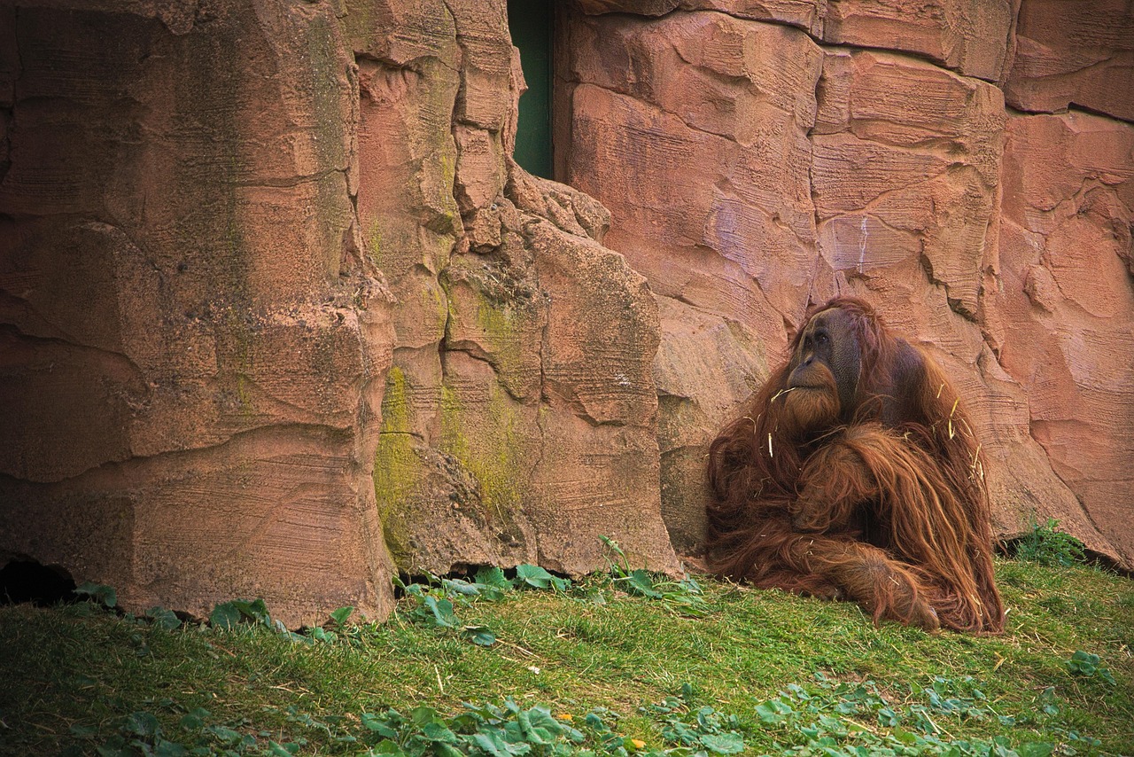 猴子最新游戏,丛林探索与冒险的乐趣