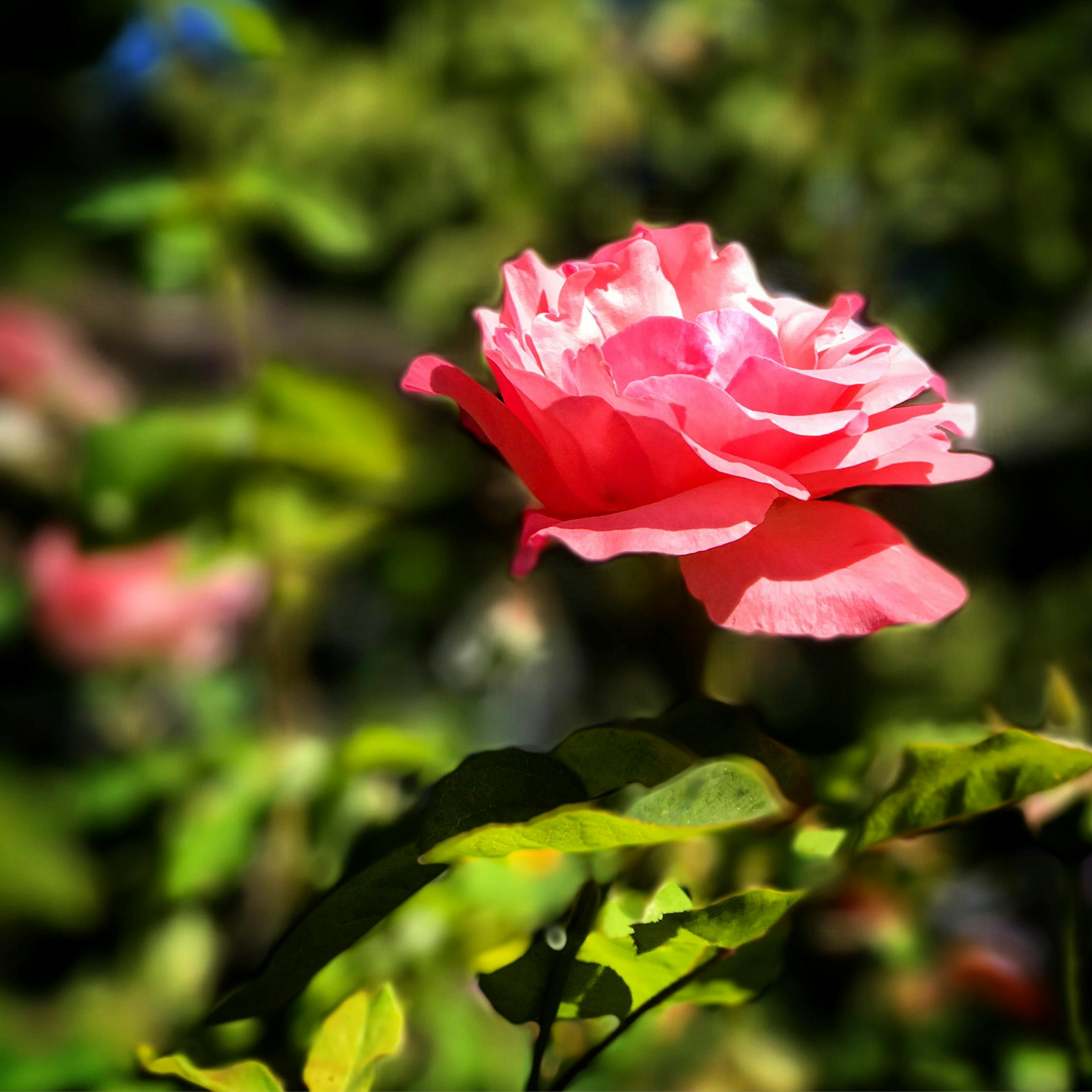 万圣伟最新动态,篮球场上的新星光芒闪耀