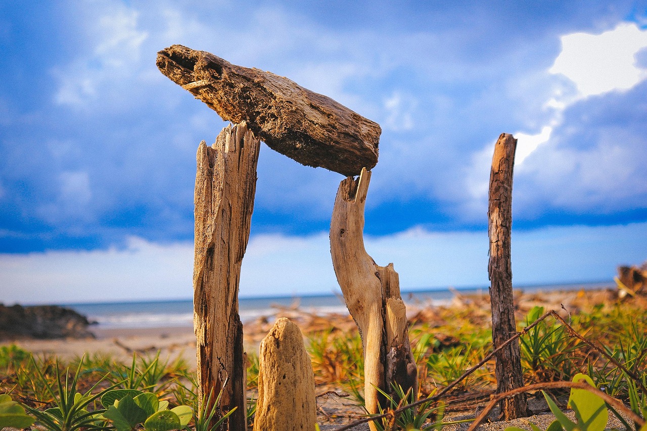 美国最新选举动态速递