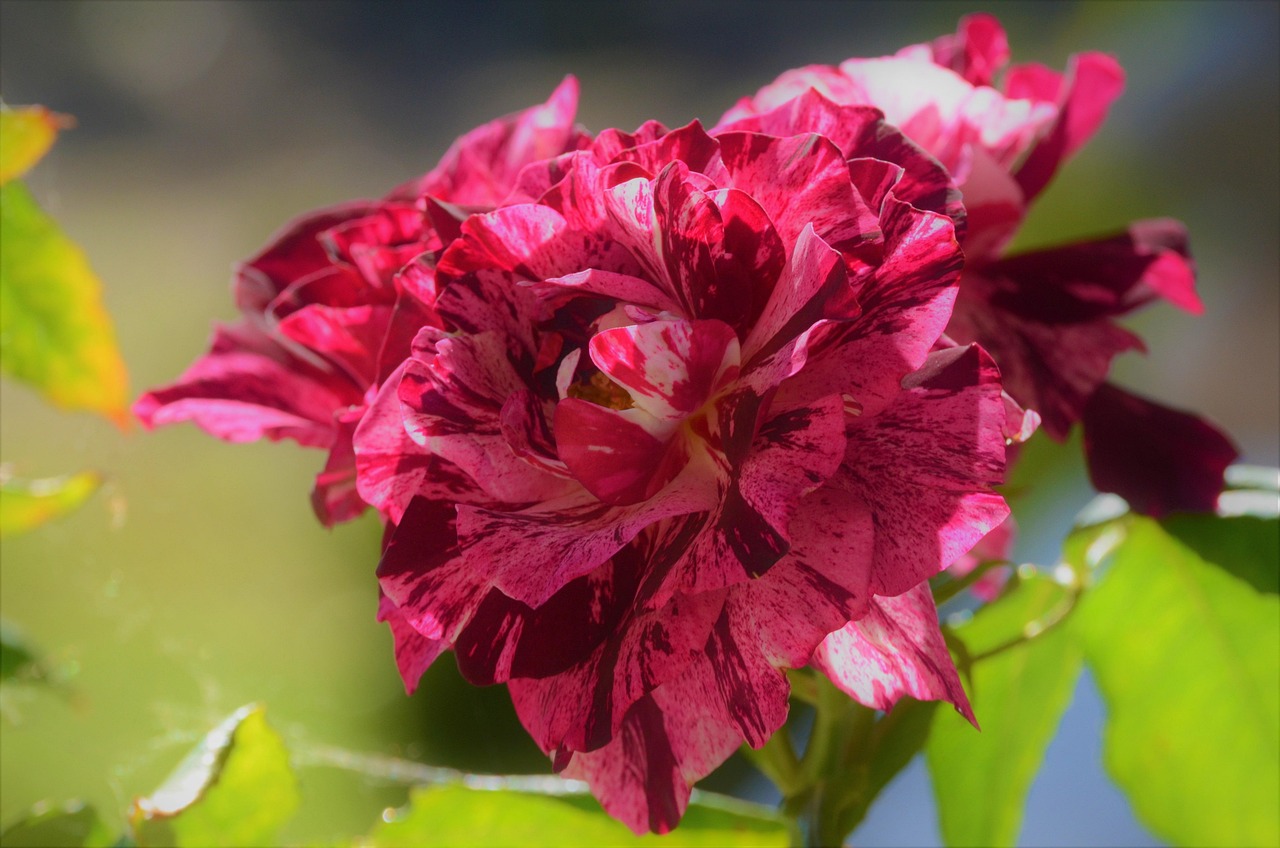 我见玫瑰盛开的新篇章