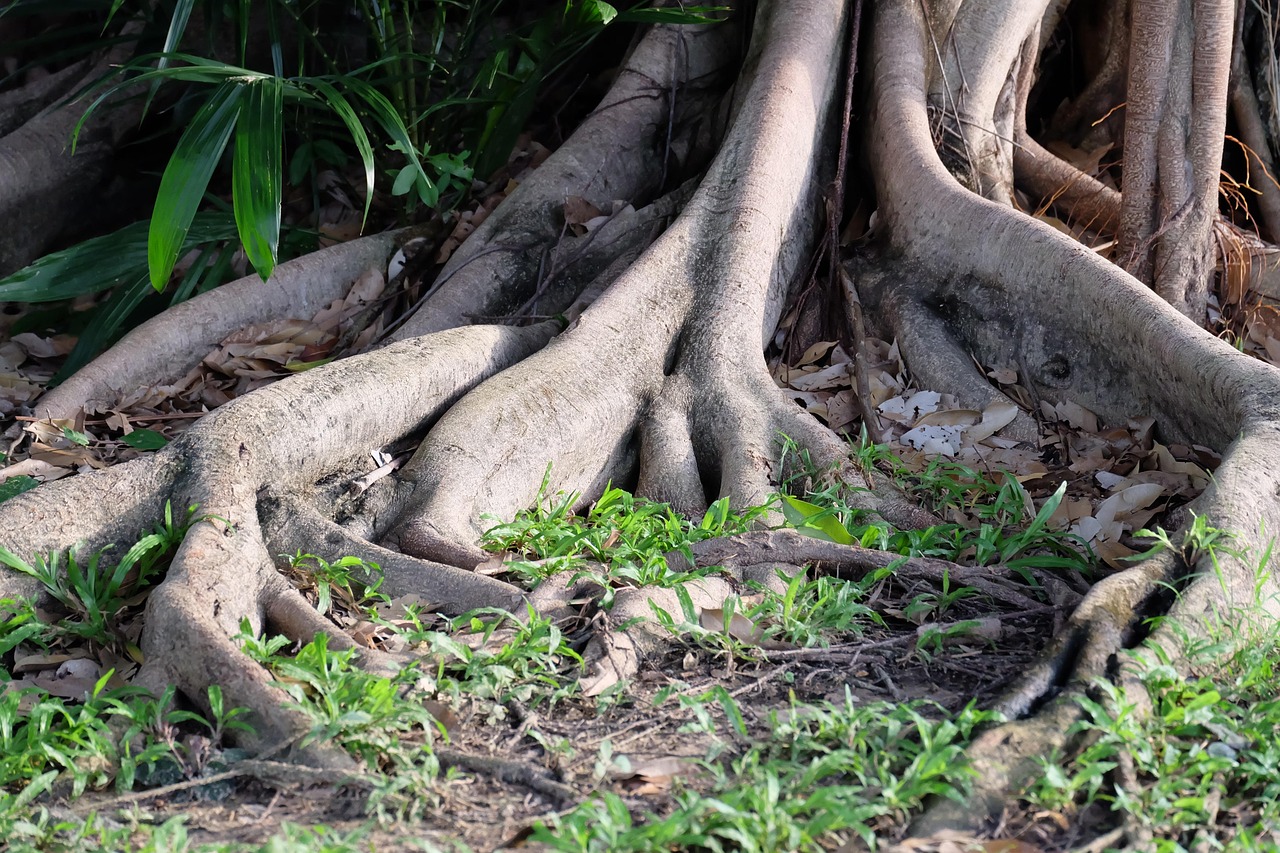 最新野鸡种蛋研究与应用进展