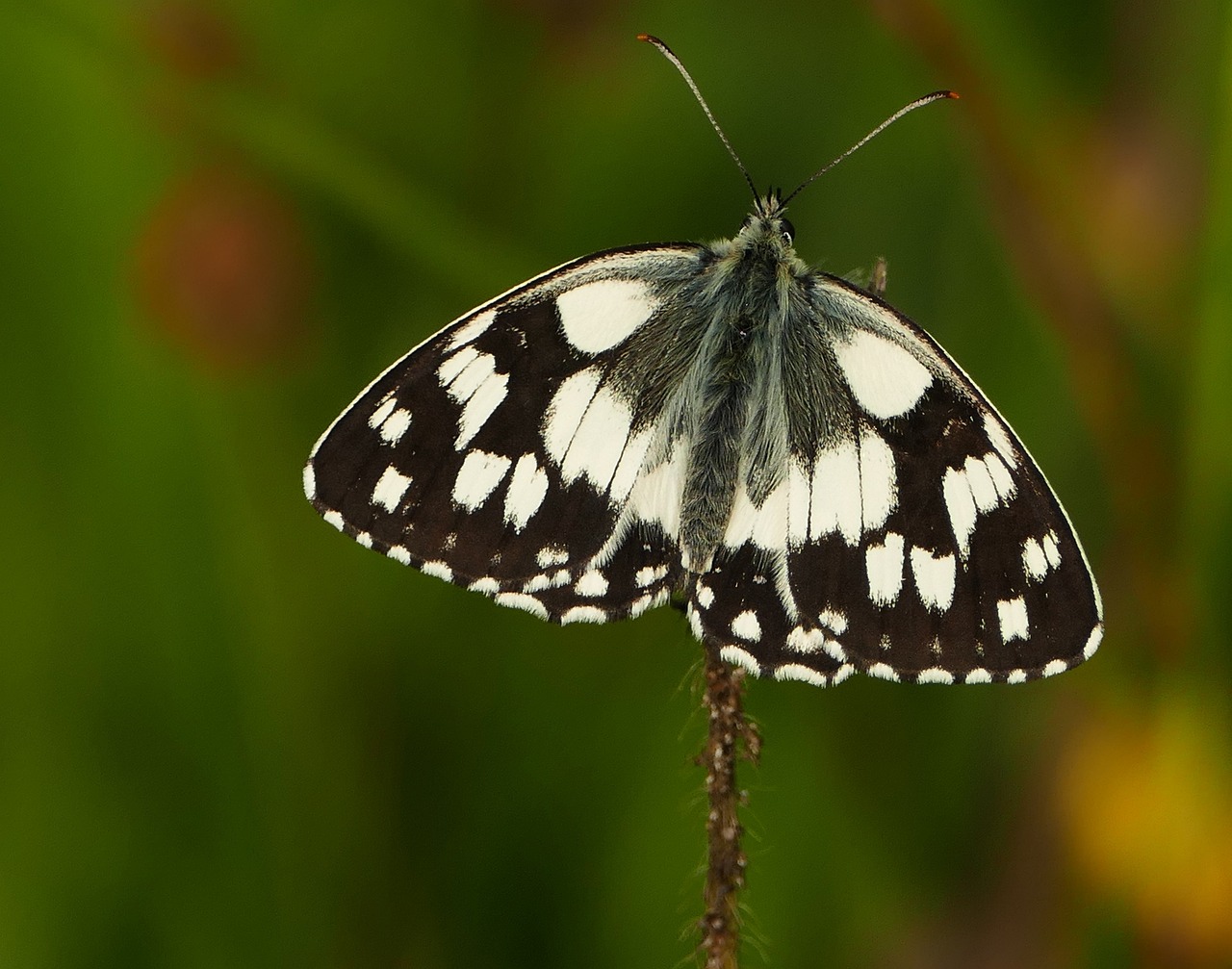最新稻谷价格动态分析与更新更稻价格概述