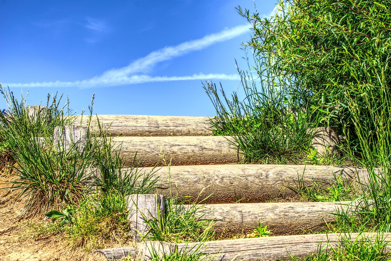 新兴糖料作物高糖蔗的崛起与前景展望