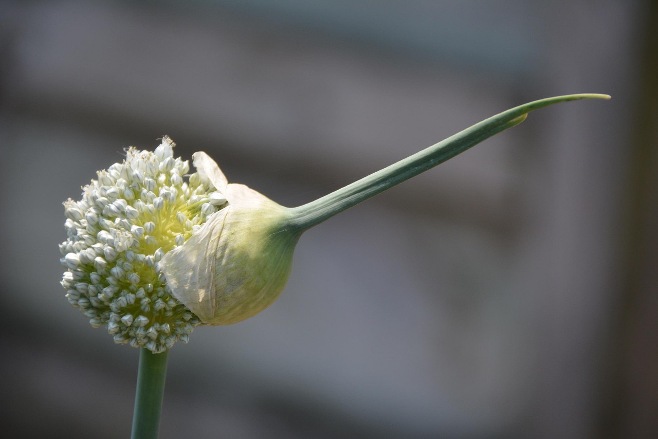 新兴糖料作物高糖蔗的崛起与前景展望