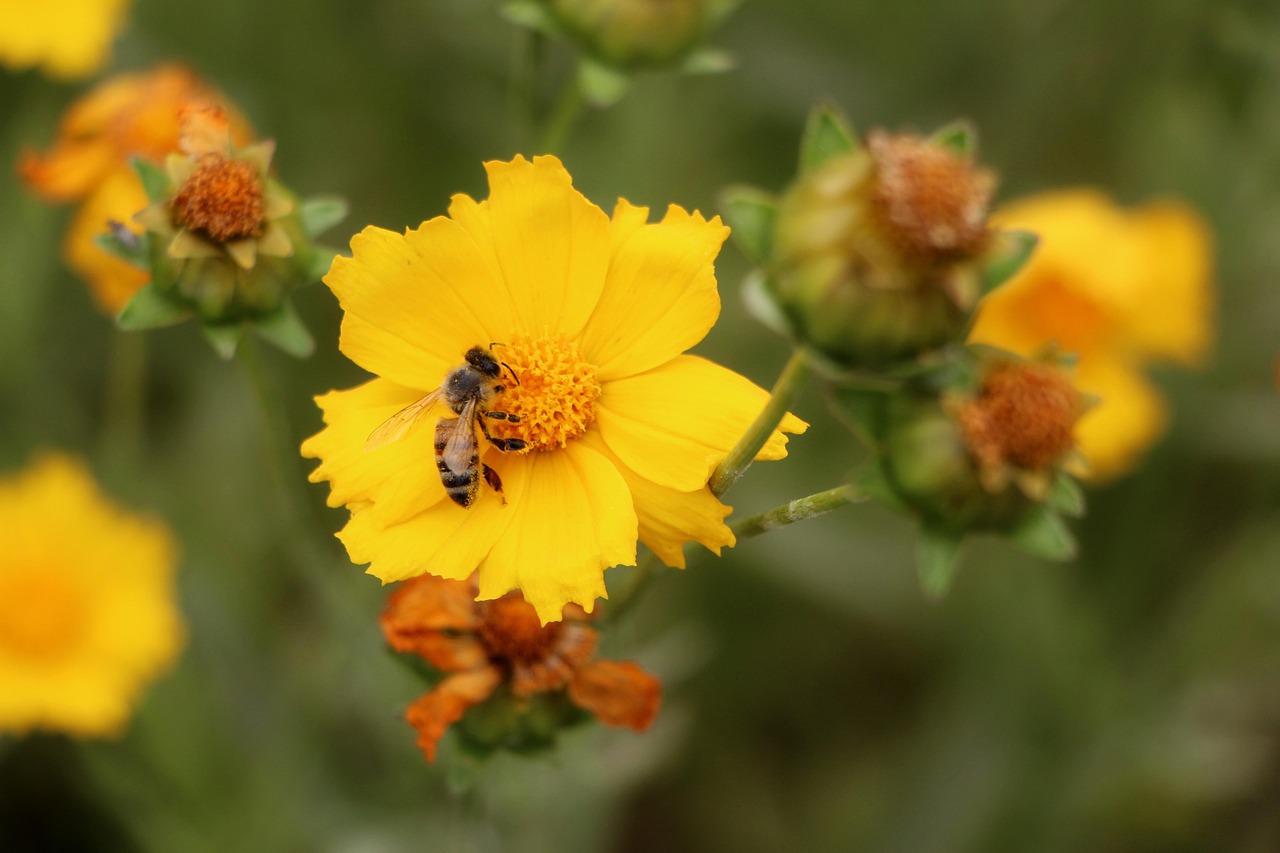 山东威达最新公告详解，最新动态与解析