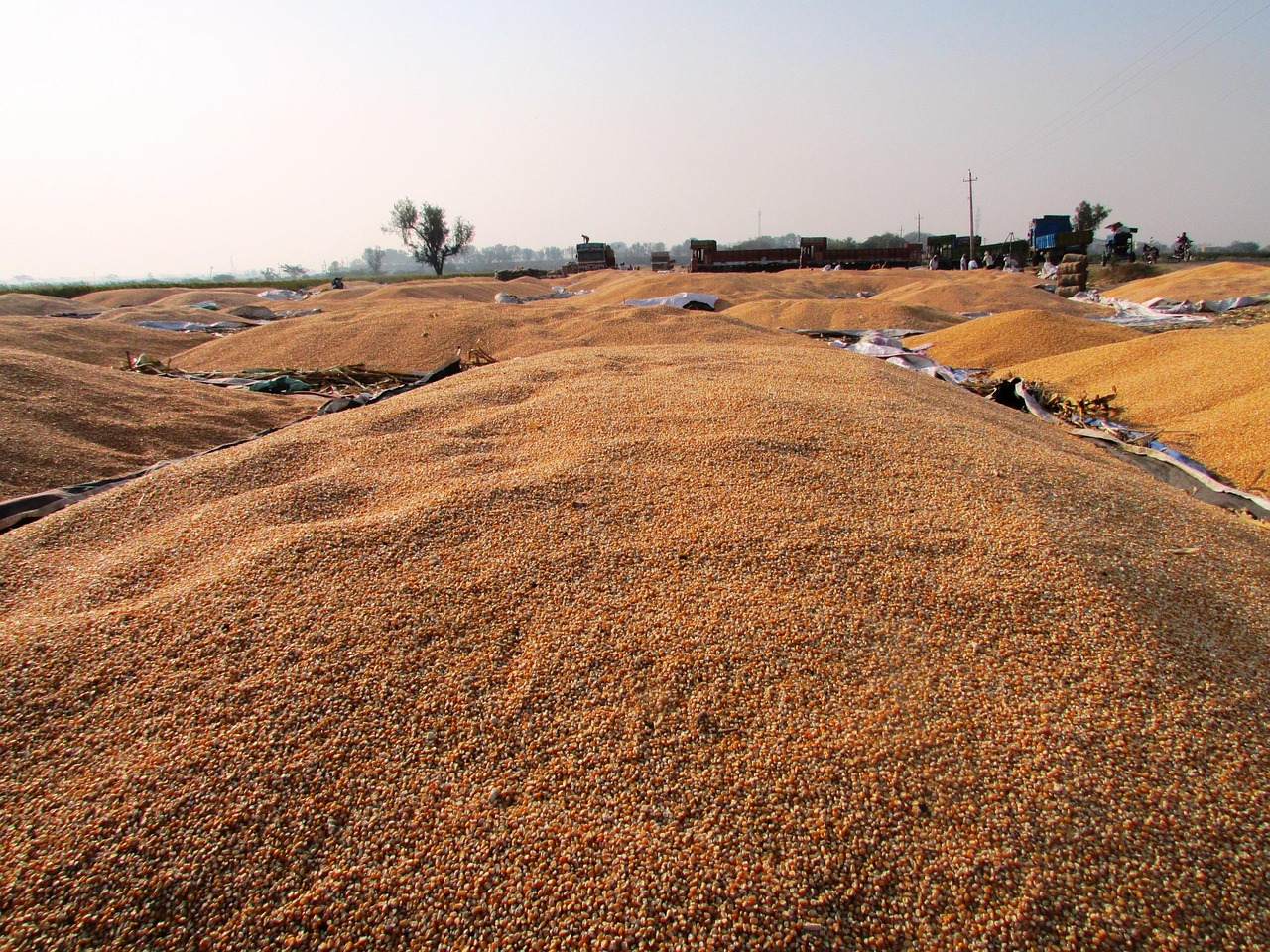 2019年玉米最新价格动态及分析,市场走势与预测