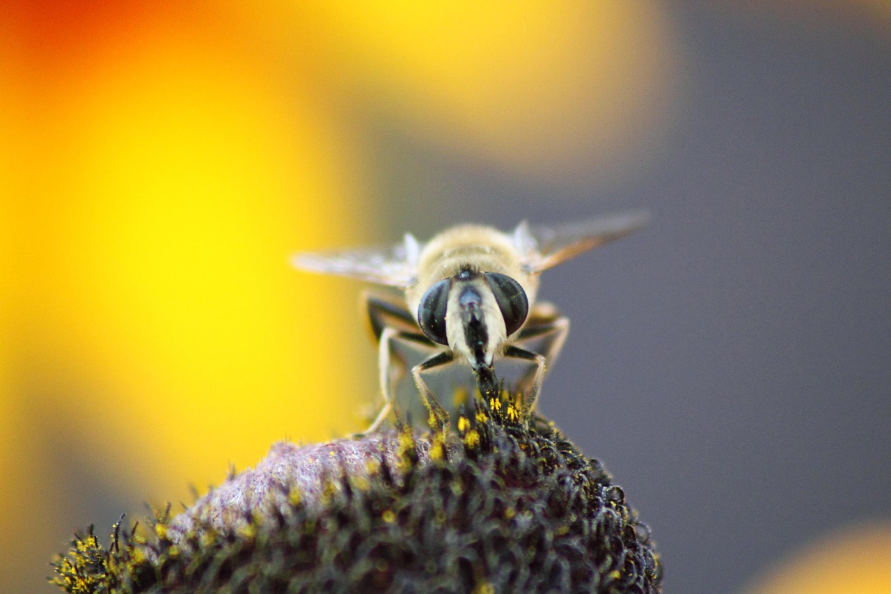 脑虫记最新,探索人类心智的新篇章