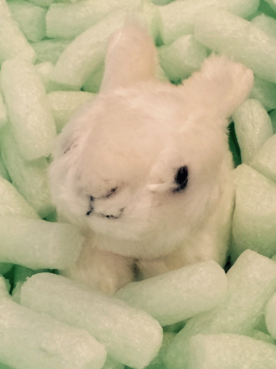 影兔网最新动态,引领数字娱乐新风潮