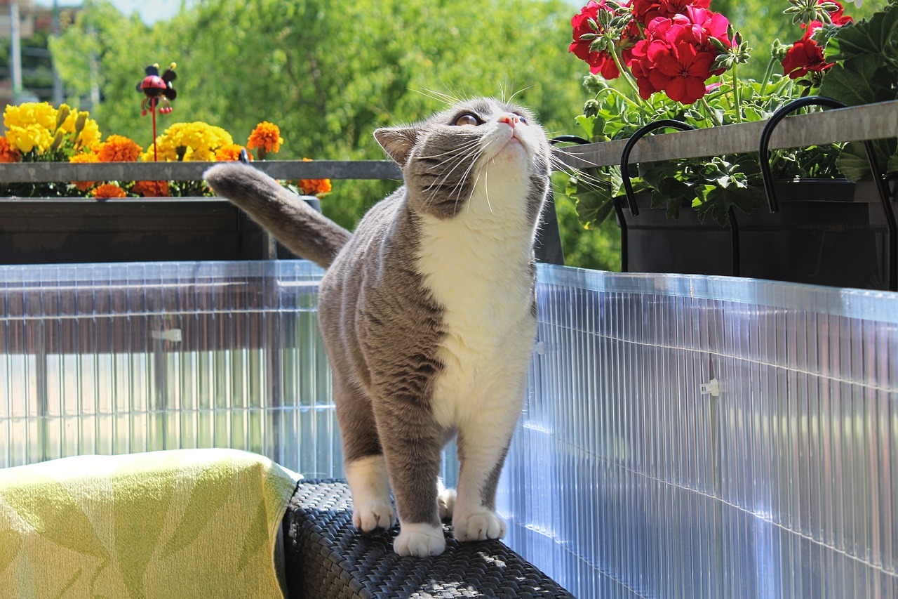 萌喵社最新动态揭秘,新时代猫咪文化的蓬勃发展