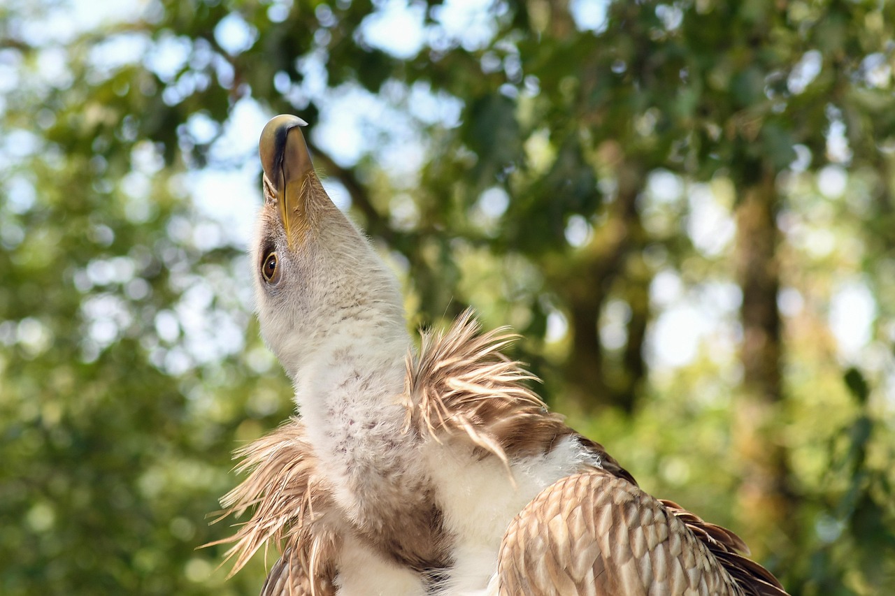 东北大豆最新动态及产业现状与市场趋势深度解析