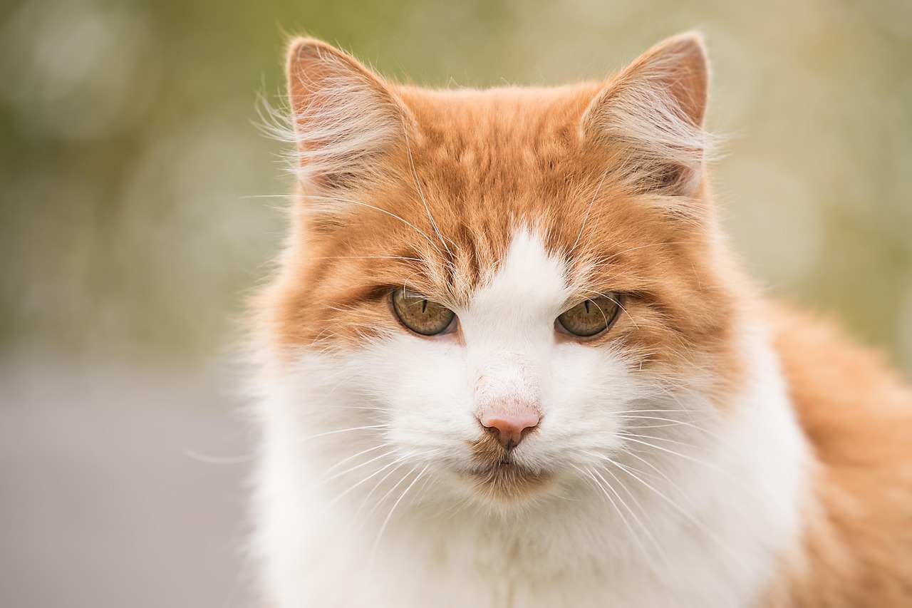 约克夏最新时尚潮流与生活方式概览