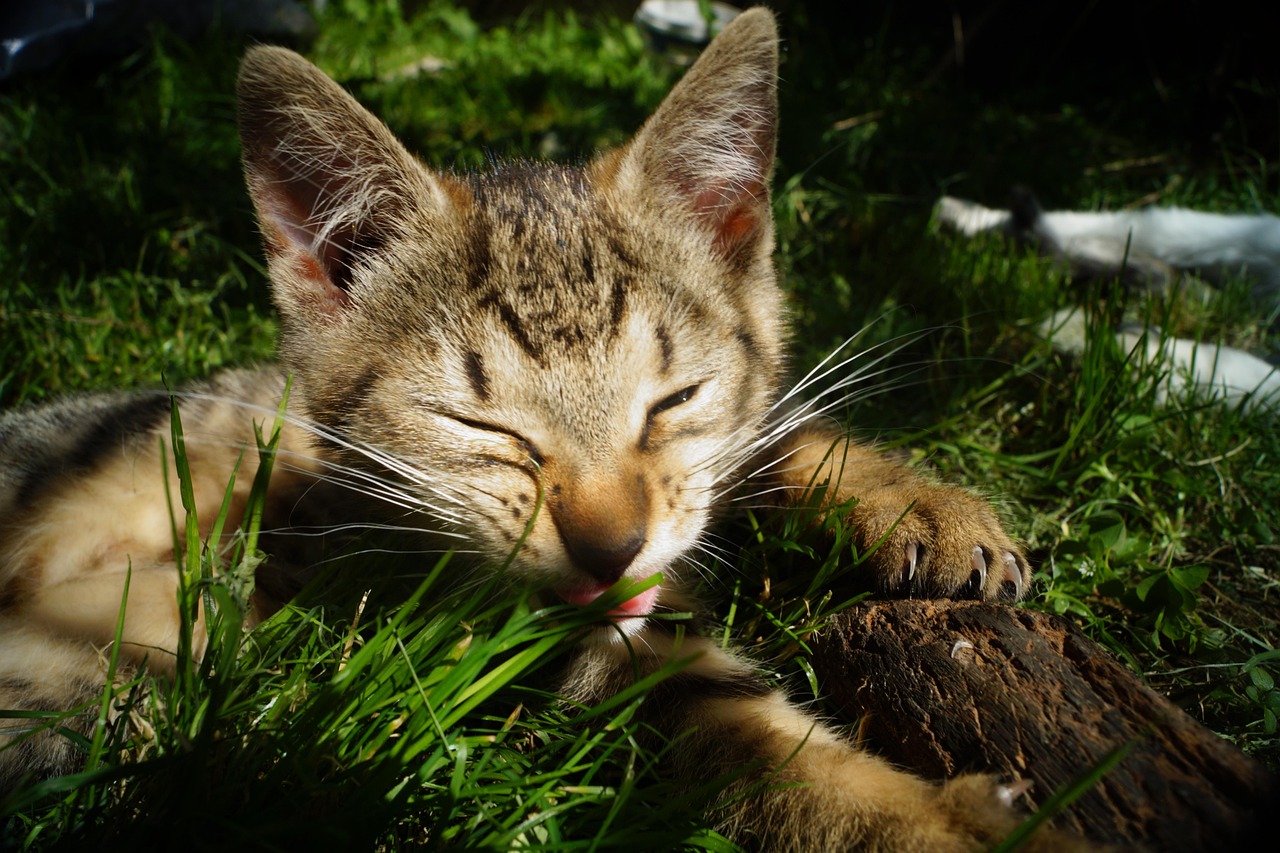 猫和老鼠最新剧情深度解析与探讨