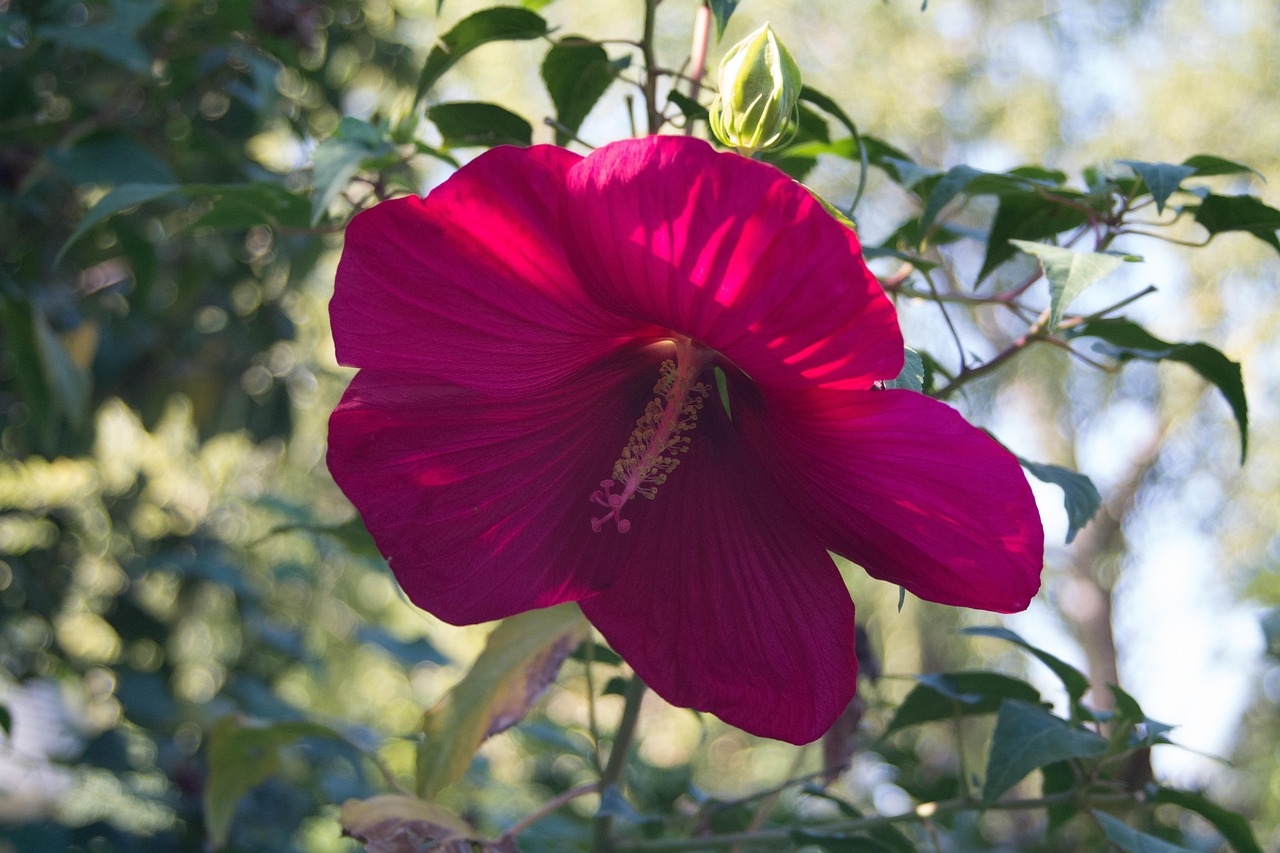 音乐与情感的交织之旅,寻声觅爱最新动态更新