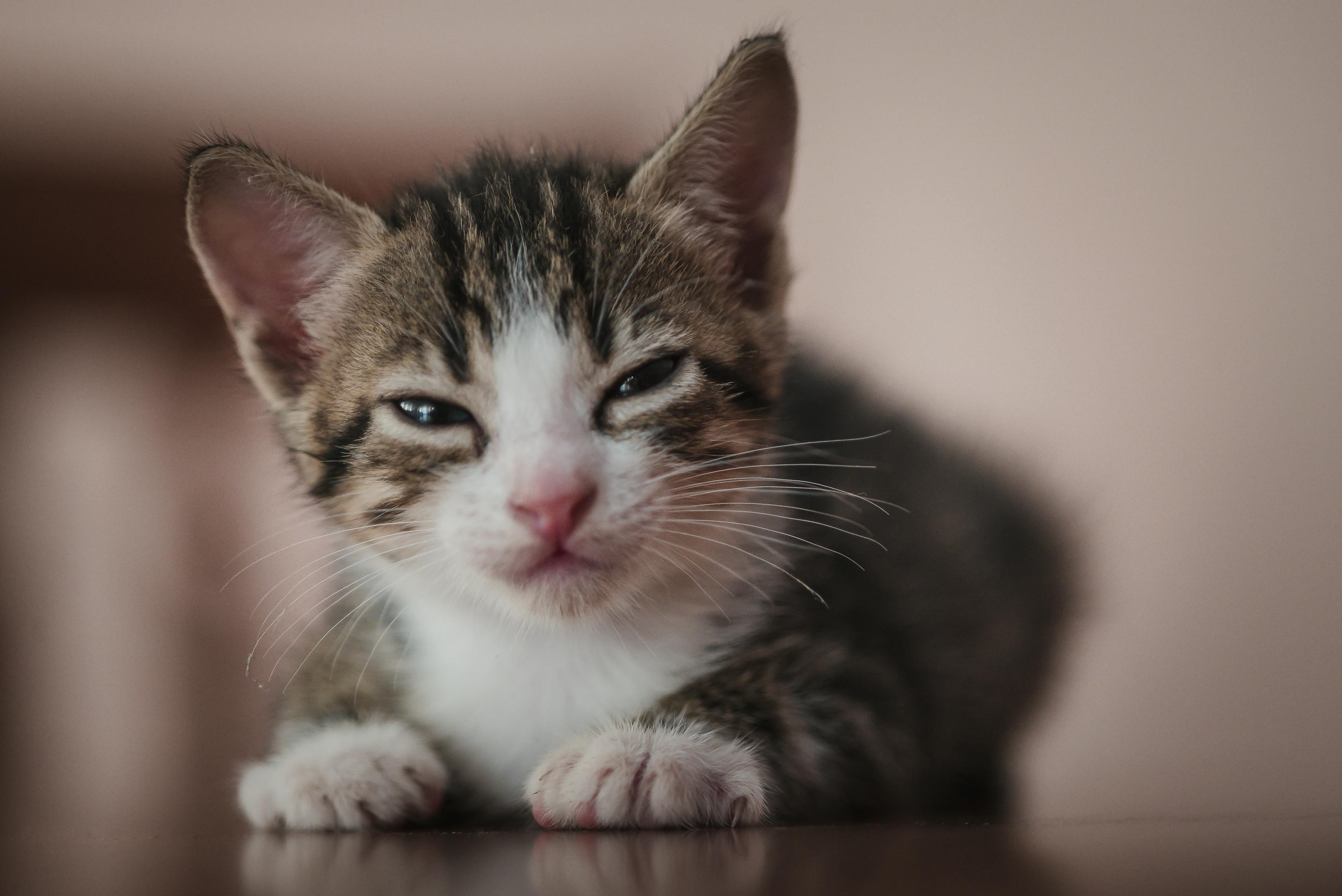 经典再续!最新猫和老鼠视频娱乐风潮来袭!