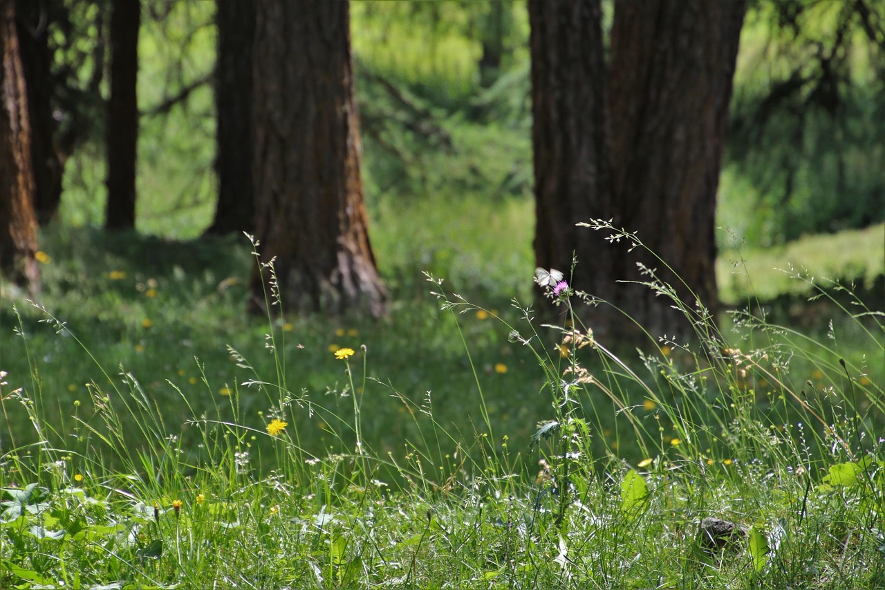 猿辅导最新动态,探索在线教育新动态与挑战