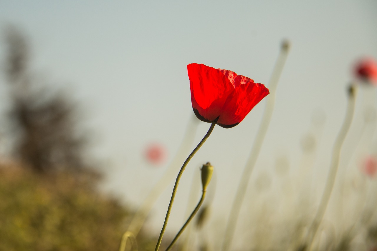 山西山火最新动态,挑战与应对策略
