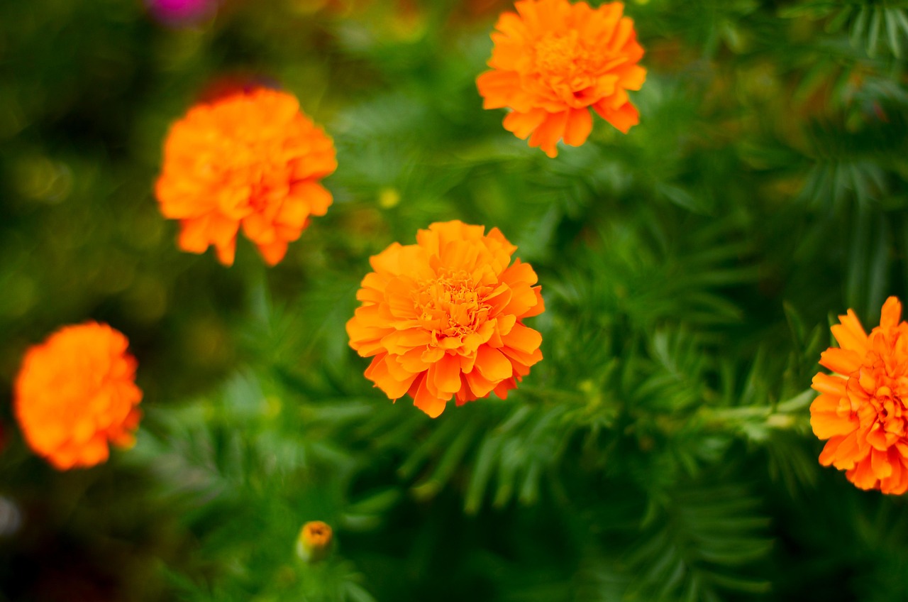 最新国产青春爱情电影,绽放青春的色彩魅力