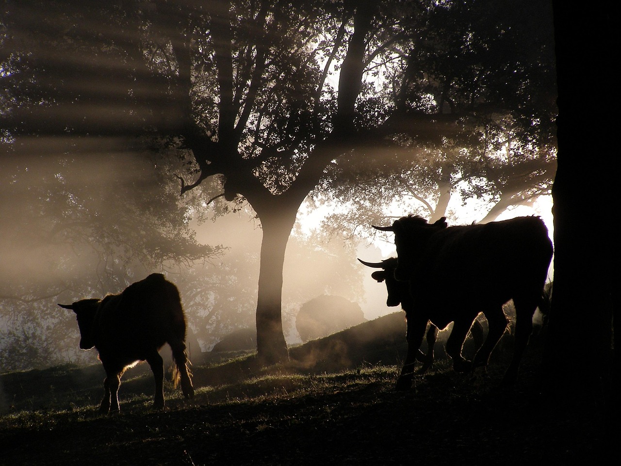 美国今日疫情最新动态,挑战与希望并存的发展态势分析