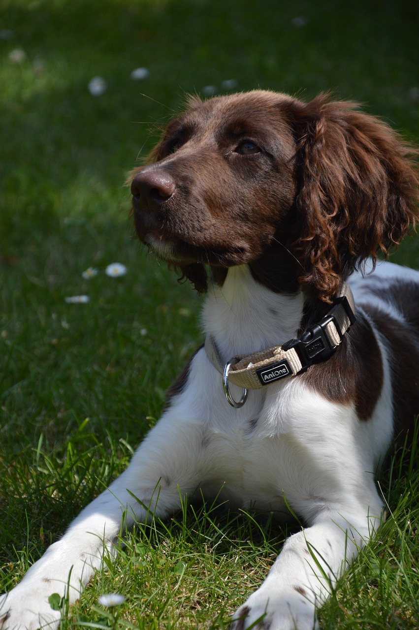 广州狗狗寻家最新进展,人与犬的缘分续写温情故事