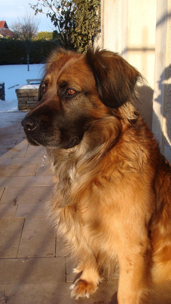 广州狗狗寻家最新进展,人与犬的缘分续写温情故事